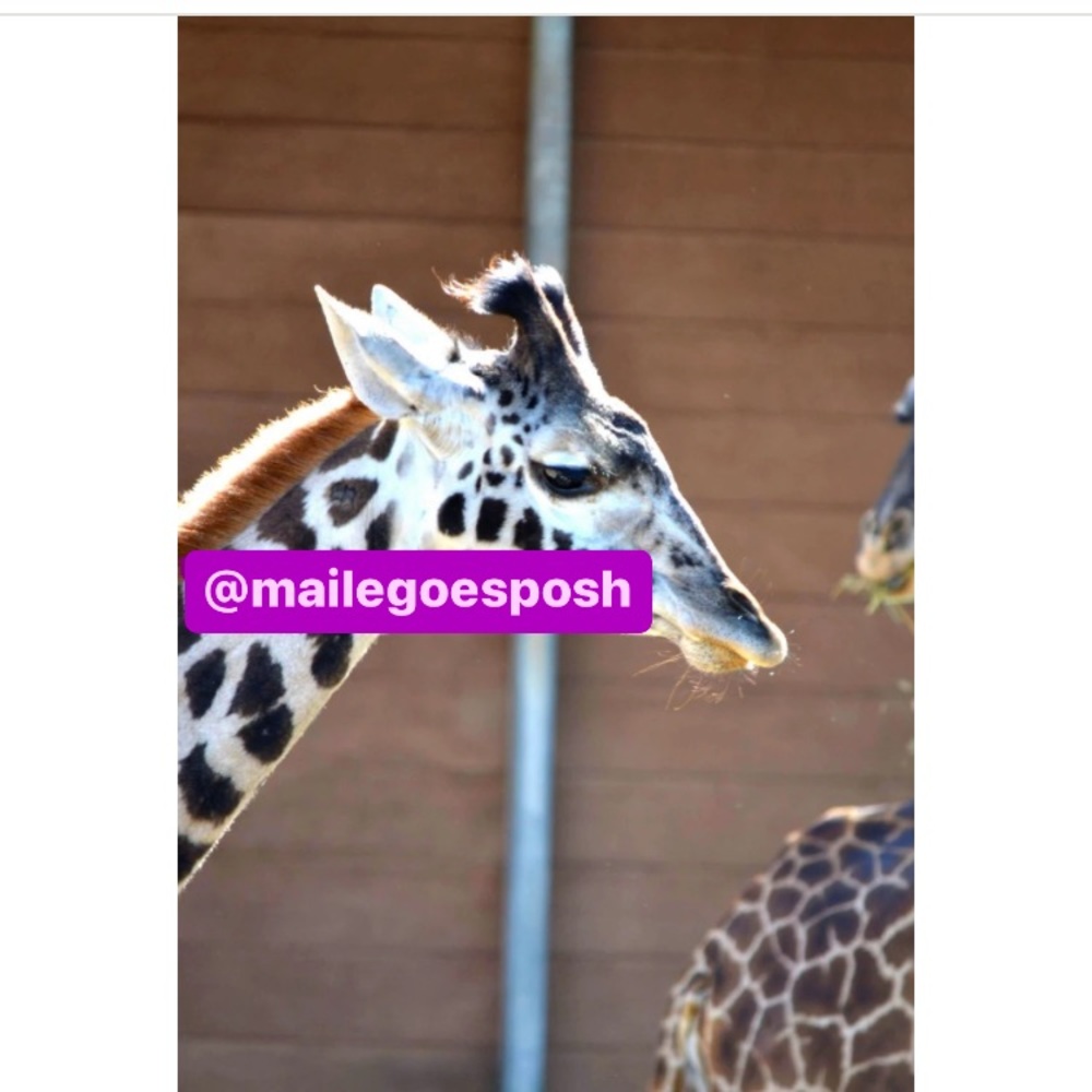 Art Photograph Print baby giraffe San Diego Zoo 8X10 inch nursery safari decor